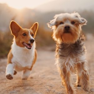 Pet Pheromone Collar – Natural Calming