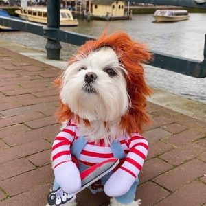 Halloween Pet Costume Vest for Cats and Dogs product image 2 - CZG Pet Store