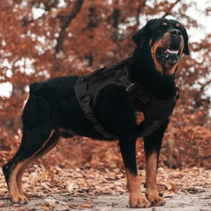 Breathable Mesh Dog Harness with Leash product image 2 - CZG Pet Store